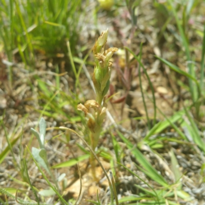 Hymenochilus sp. (A Greenhood Orchid) at Jerrabomberra Grassland - 15 Nov 2016 by RichardMilner