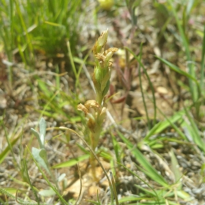 Hymenochilus sp. at Hume, ACT - 16 Nov 2016