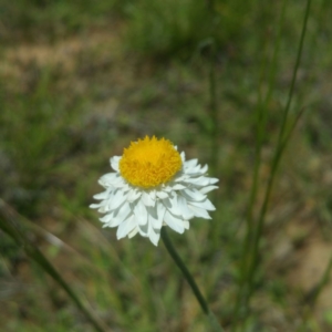 Leucochrysum albicans subsp. tricolor at Tuggeranong DC, ACT - 16 Nov 2016