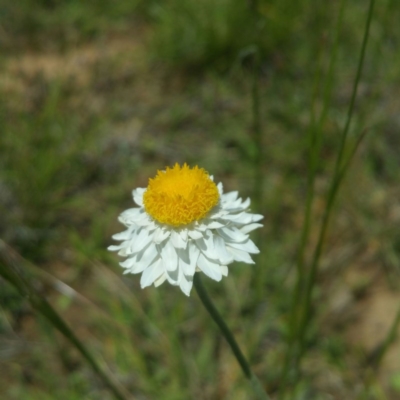 Leucochrysum albicans subsp. tricolor (Hoary Sunray) at Tuggeranong DC, ACT - 16 Nov 2016 by RichardMilner