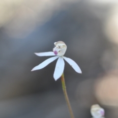 Caladenia moschata (Musky Caps) at Bruce, ACT - 10 Nov 2016 by NickWilson