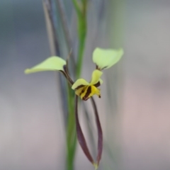 Diuris sulphurea (Tiger Orchid) at Bruce, ACT - 10 Nov 2016 by NickWilson