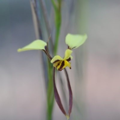 Diuris sulphurea (Tiger Orchid) at Bruce, ACT - 10 Nov 2016 by NickWilson