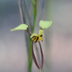 Diuris sulphurea (Tiger orchid) at Point 5810 - 10 Nov 2016 by NickWilson