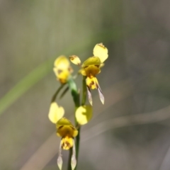 Diuris sulphurea (Tiger Orchid) at Bruce, ACT - 10 Nov 2016 by NickWilson