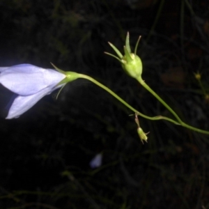 Wahlenbergia planiflora at Majura, ACT - 16 Nov 2016