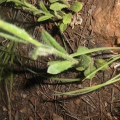 Wahlenbergia planiflora at Majura, ACT - 16 Nov 2016