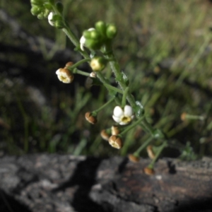 Hackelia suaveolens at Majura, ACT - 16 Nov 2016