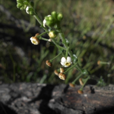 Hackelia suaveolens (Sweet Hounds Tongue) at Majura, ACT - 16 Nov 2016 by SilkeSma