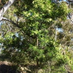 Acacia mearnsii (Black Wattle) at Yarralumla, ACT - 15 Nov 2016 by Ratcliffe