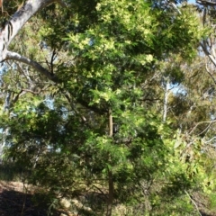 Acacia mearnsii (Black Wattle) at Stirling Park - 16 Nov 2016 by Ratcliffe