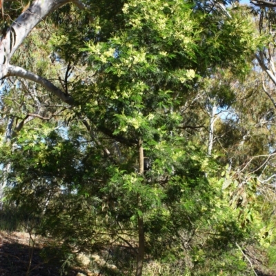 Acacia mearnsii (Black Wattle) at Stirling Park - 15 Nov 2016 by Ratcliffe