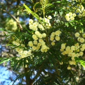 Acacia mearnsii at Yarralumla, ACT - 16 Nov 2016 08:11 AM