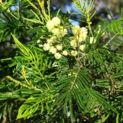 Acacia mearnsii at Yarralumla, ACT - 16 Nov 2016