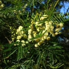 Acacia mearnsii at Yarralumla, ACT - 16 Nov 2016 08:11 AM