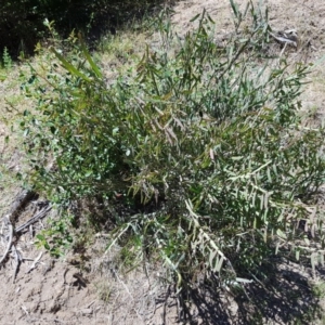 Bossiaea grayi at Paddys River, ACT - suppressed