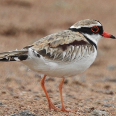 Charadrius melanops (Black-fronted Dotterel) at Coombs, ACT - 14 Nov 2016 by JohnBundock