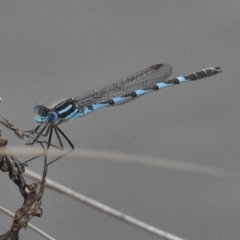 Austrolestes annulosus (Blue Ringtail) at Coombs Ponds - 14 Nov 2016 by JohnBundock