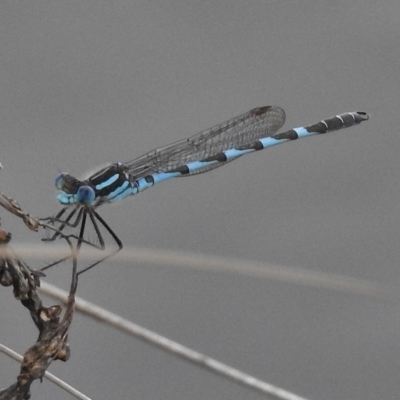 Austrolestes annulosus (Blue Ringtail) at Coombs, ACT - 14 Nov 2016 by JohnBundock