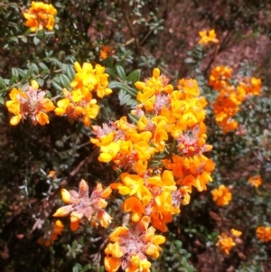 Oxylobium ellipticum at Cotter River, ACT - 16 Nov 2016 01:03 PM