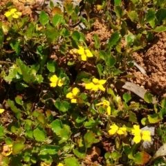 Goodenia hederacea subsp. hederacea (Ivy Goodenia, Forest Goodenia) at Cotter River, ACT - 16 Nov 2016 by KimPullen