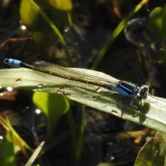 Ischnura heterosticta (Common Bluetail Damselfly) at Coombs, ACT - 14 Nov 2016 by JohnBundock