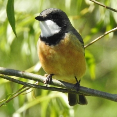 Pachycephala rufiventris (Rufous Whistler) at Molonglo River Reserve - 14 Nov 2016 by JohnBundock