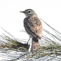Anthus australis (Australian Pipit) at Weston Creek, ACT - 15 Nov 2016 by JohnBundock