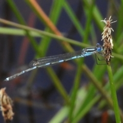 Austrolestes leda (Wandering Ringtail) at Mulligans Flat - 15 Nov 2016 by JohnBundock