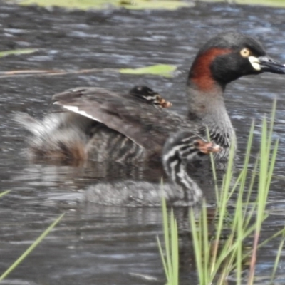 Tachybaptus novaehollandiae (Australasian Grebe) at Mulligans Flat - 15 Nov 2016 by JohnBundock