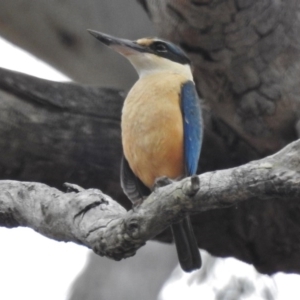 Todiramphus sanctus at Gungahlin, ACT - 15 Nov 2016