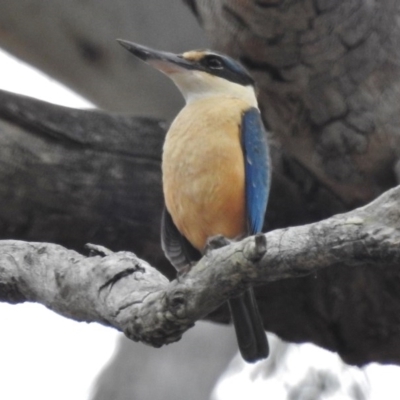 Todiramphus sanctus (Sacred Kingfisher) at Mulligans Flat - 15 Nov 2016 by JohnBundock