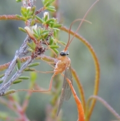 Netelia sp. (genus) (An Ichneumon wasp) at Tennent, ACT - 17 Jan 2015 by MichaelBedingfield