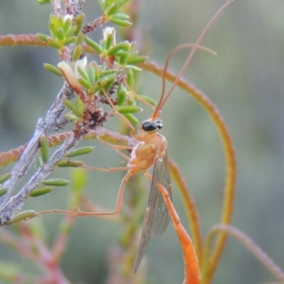 Netelia sp. (genus) (An Ichneumon wasp) at Namadgi National Park - 17 Jan 2015 by michaelb