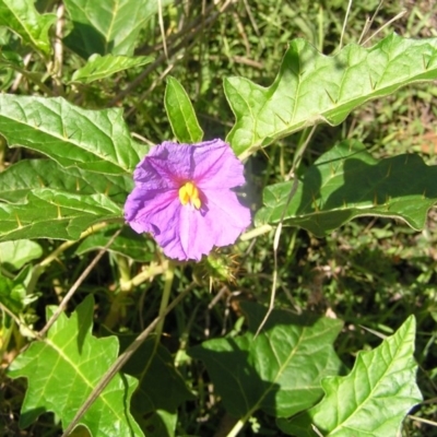 Solanum cinereum (Narrawa Burr) at Kambah, ACT - 7 Mar 2010 by MatthewFrawley