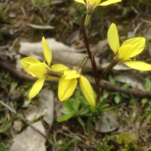 Diuris chryseopsis at Sutton, NSW - 17 Sep 2016