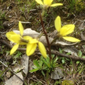 Diuris chryseopsis at Sutton, NSW - 17 Sep 2016