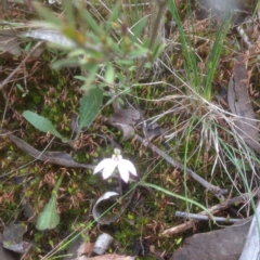 Caladenia sp. (A Caladenia) at Gossan Hill - 24 Sep 2016 by sybilfree