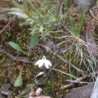 Caladenia sp. (A Caladenia) at Bruce, ACT - 24 Sep 2016 by sybilfree