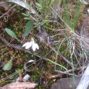 Caladenia sp. at Bruce, ACT - 24 Sep 2016