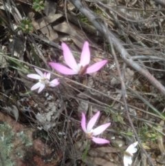 Caladenia fuscata (Dusky Fingers) at Bruce, ACT - 24 Sep 2016 by sybilfree