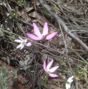 Caladenia fuscata at Point 479 - suppressed