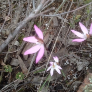 Caladenia fuscata at Point 479 - suppressed