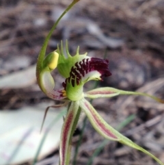 Caladenia atrovespa (Green-comb Spider Orchid) at Chifley, ACT - 26 Oct 2016 by PeterR