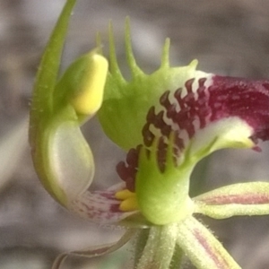 Caladenia atrovespa at Chifley, ACT - suppressed