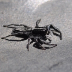 Ocrisiona leucocomis (White-flecked Crevice-dweller) at Black Mountain - 10 Nov 2016 by julesS