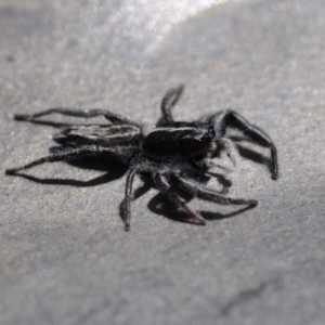 Ocrisiona leucocomis at Bruce, ACT - 11 Nov 2016 12:00 AM