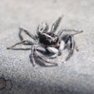 Ocrisiona leucocomis at Bruce, ACT - 11 Nov 2016 12:00 AM