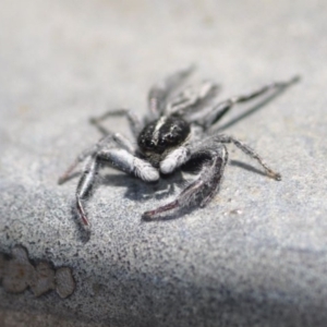 Ocrisiona leucocomis at Bruce, ACT - 11 Nov 2016 12:00 AM