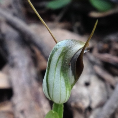 Pterostylis pedunculata (Maroonhood) at Paddys River, ACT - 11 Oct 2016 by PeterR